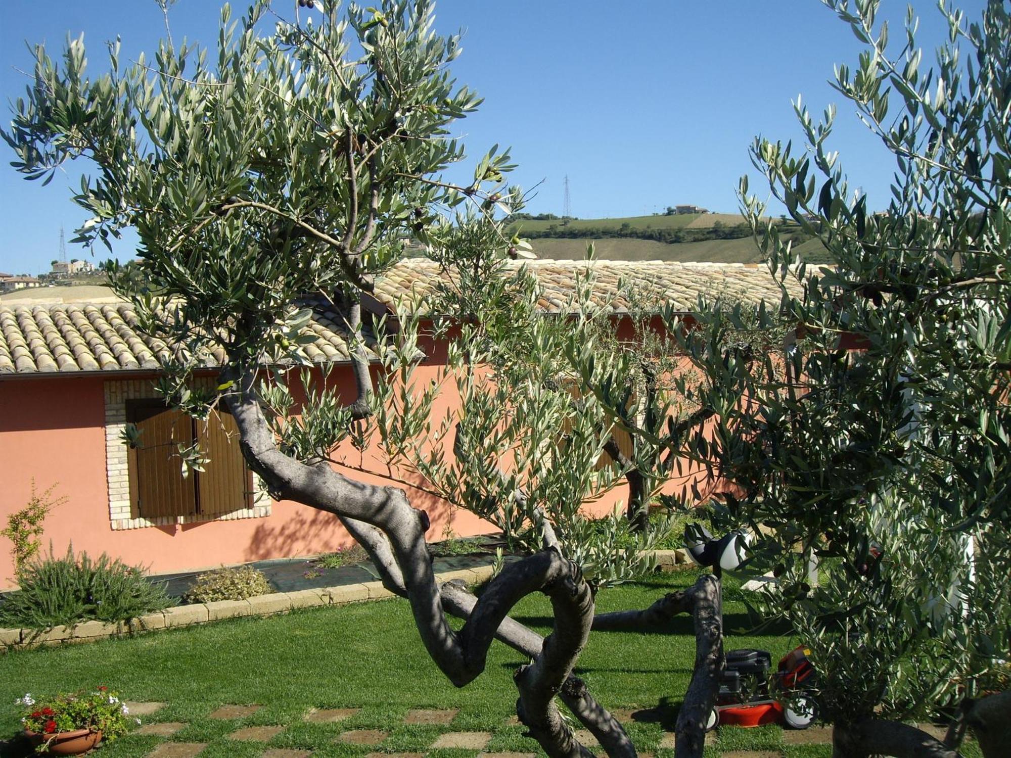 Agriturismo Il Borgo Degli Ulivi Roseto degli Abruzzi Kültér fotó